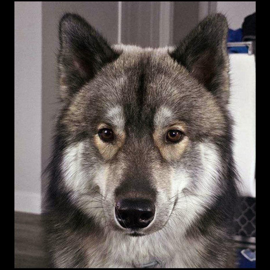 Officer kills pet dog mistaken for a coyote in Massachusetts town. The owner says it was unnecessary